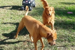 WadeDogs3